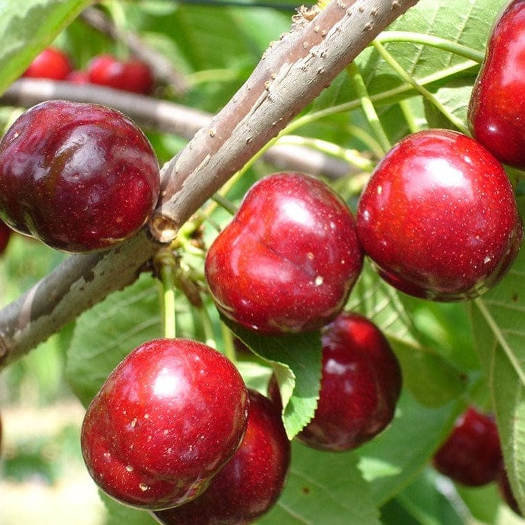 NOT_APPLICABLE Cerises BIO - 300g vrac-zero-dechet-ecolo-lille-pilaterie