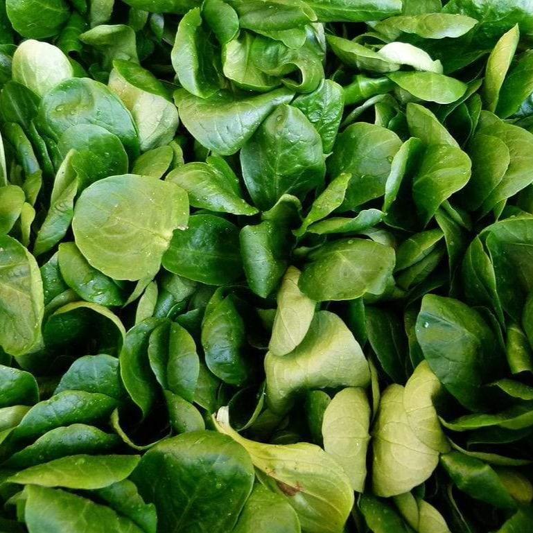 NOT_APPLICABLE Salade Mâche BIO - 125g vrac-zero-dechet-ecolo-lille-pilaterie